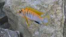 labidochromis hongi