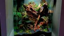 Aquarium Hauptansicht von Bucephalandra Pfütze