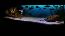 Dekoration im Aquarium Deep Blue Malawi