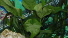 Anubias barteri var. caladifolia