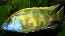 Nimbochromis Venustus M/ nichtmehr im Becken