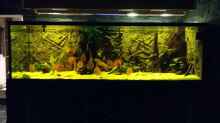 Aquarium Wohnzimmer Uferzone