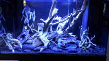 Aquarium Becken 32838