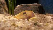 Besatz im Aquarium Sand and Shells