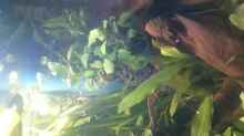 Mangrovenwurzeln mit Anubias und einem Echinodorus Stoffels Franz der aus einem Loch