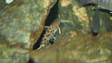 Besatz im Aquarium Malawi 576l