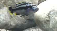 Melanochromis Kaskazini - Female