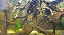 Wurzeln,Amazonasschwertpflanze