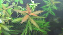 Proserpinaca palustris von oben