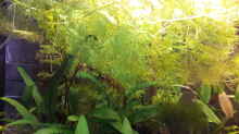 Limnophila, Javamoos und Ceratophyllum