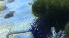 Pflanzen im Aquarium Meerwasser die zweite