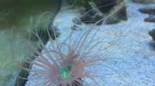 Pflanzen im Aquarium Meerwasser die zweite