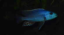 Nimbochromis fuscotaeniatus 