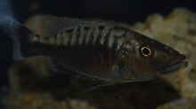 Tyrannochromis polyodon 