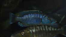 Tyrannochromis polyodon tanzania 