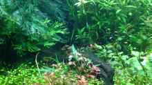 Pflanzen im Aquarium Becken 33273 (aufgelöst)