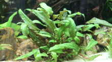 Cryptocoryne wendtii green (grüner Wendtscher Wasserkelch)