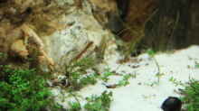 Hemicanthus callitri choides ´Cuba´ (Kuba Perlkraut)