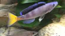 Cyprichromis Leptosoma blue flash Isanga 
