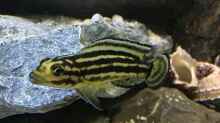 Julidochromis regani 