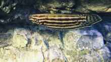 Julidochromis regani im Rückenschwumm 