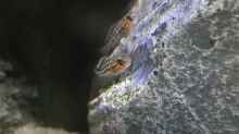 Julidochromis regani Jungfische 