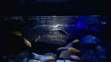Aquarium Becken 33432