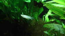 Besatz im Aquarium Dschungelcamp