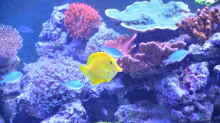 Aquarium Meerwasseraquarium