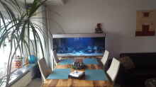 Aquarium Hauptansicht von MALAWI ANDY