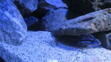 Besatz im Aquarium Mbuna Tempel