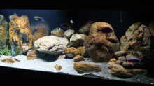 Aquarium Malawi 2 (aufgelöst, nur noch Beispiel )