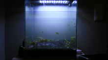 Aquarium Buddha bei die Fische