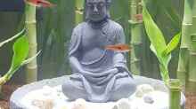 Aquarium Hauptansicht von Buddha bei die Fische