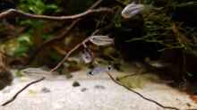 Besatz im Aquarium Trichopsis pumila (Nur noch Beispiel)