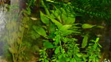 Pflanzen im Aquarium Greenscaping first one