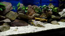 Aquarium Becken 33697