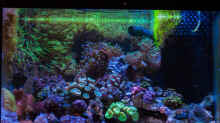 Aquarium Hauptansicht von WG-Riff