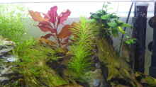 Pflanzen im Aquarium 2nd floor