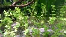 Rundblättriges Perlenkraut, Micranthemum umbrosum