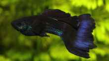Poecilia reticulata dark blue Moscow