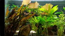 Pflanzen im Aquarium Becken 33864