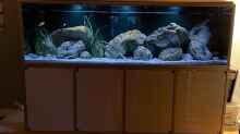 Aquarium blue malawi (wurde aufgelöst)