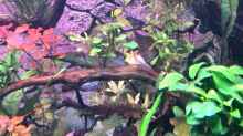 Pflanzen im Aquarium Vom Dschungel zum Iwagumi