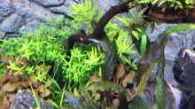 Pflanzen im Aquarium Vom Dschungel zum Iwagumi