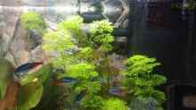 Pflanzen im Aquarium Juwel Primo 110 LED