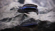  Melanochromis cyaneorhabdos m