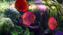 Besatz im Aquarium Bunte Diskus und vielfältige Bepflanzung
