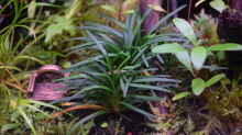 ophiopogon japonicum