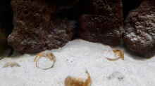 Die Schneckenhäuser im Revier der Männchen die zu viel sind werden mit Sand zugeschüttet.